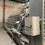 Full Automatic Feeding Poultry Farms Chicken Cages A And H Type Rose for sale