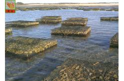 China HDPE Materials Aquaculture Netting Mesh Roll Oyster Nets 600g/ Sqm supplier