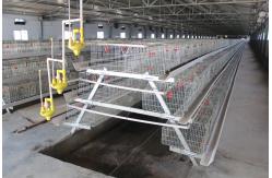 China Durable Layer Baby Chick Cage SGS Manure Removing supplier