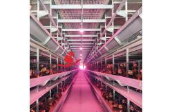 China Uniform Feeding Layer Chicken Cage System in Vietnam Farms supplier