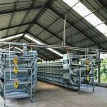 H Frame Battery Type Breeding Cages Modern Farm Layer Farming Equipment for sale