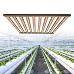 1000w Lm301B LED Cannabis Plant Daisy Chain Grow Lights for sale