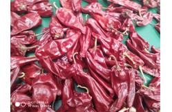 China Stemless Yidu Chili 10cm-15cm Red Jinta Chilli Pepper supplier