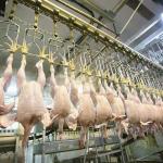 300-12000 Birds/H Chicken Slaughtering Line , CE Chicken Farm Machinery for sale