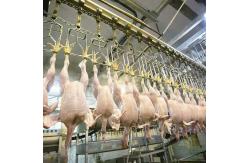 China 300-12000 Birds/H Chicken Slaughtering Line , CE Chicken Farm Machinery supplier