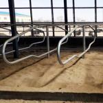 Stainless Steel Galvanized Pipe Free Stalls For Cows Single Row Style for sale