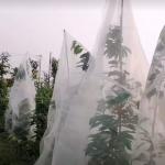 HDPE Different Size Garden Netting 30-50 Mesh For Vegetables