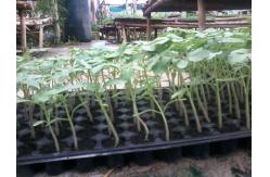 China 1L Propagation 200 Cell HIPS Plastic Seedling Tray Greenhouse Nursery Seed Tray supplier