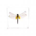 Cubic acrylic resin paper weight with insect and flowers inside acrylic paperweight