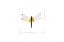 China Cubic acrylic resin paper weight with insect and flowers inside acrylic paperweight supplier