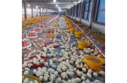 China 1.5L 3L Plastic Automatic Water Feeder For Chickens supplier