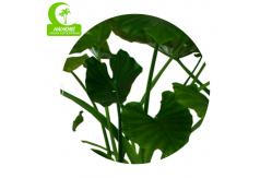 China High Simulation Natural Elephant's Ear Plant With Beautiful Pots supplier