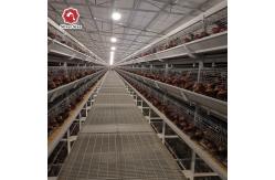 China Long Time Use Hot Galvanized Broiler Chicken Cage 17 Chicks / Cell supplier