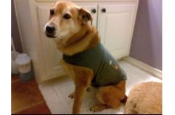 China  				High Quality and Sturdy Rugby Dog Anxiety Jacket 	         supplier