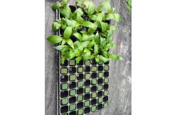 China 50 Cavity Transplanting Nontoxic Seed Germination Tray With Lid supplier