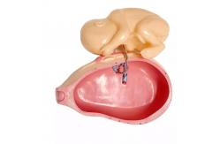 China PVC Fetus Uterus Human Anatomical Teaching Models For Practice Teaching supplier