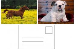 China Flip Effect 3D Lenticular Postcard Cute Puppies and Kittens Design supplier
