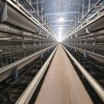 4 Floors Battery Chicken Cage Equipment for sale