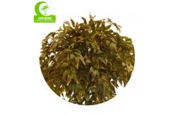 China Natural Look 160cm Artificial Ficus Tree For Garden Decoration supplier