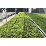 Greenhouse Wire Mesh Mesh Seed Bench Removable Seedling Tray Bench Customized