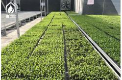China Greenhouse Wire Mesh Mesh Seed Bench Removable Seedling Tray Bench Customized supplier