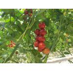 Garden Greenhouse Polypropylene Tomato Twine 8000D High Tenacity 1mm Dia for sale