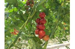 China Free Sample Tomato Polypropylene Tying Twine , Plastic Twine Rope 9000 Denier supplier