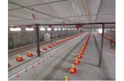 China Floor Galvanized Chicken Feeding Line Automatic Feeding Machine For Poultry supplier