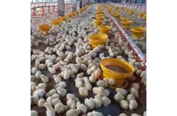 China 1.5L 3L Plastic Automatic Water Feeder For Chickens supplier