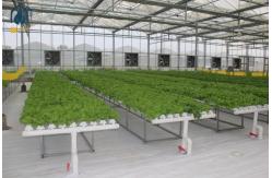 China NFT Hydroponic Lettuce Grow Hydroponic System With Vegetable Hydroponic Tubes supplier