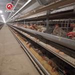 Cold Galvanized Steel Automatic Poultry Cage With Manure Cleaning System for sale