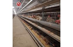 China Cold Galvanized Steel Automatic Poultry Cage With Manure Cleaning System supplier