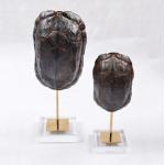 Creative Arts and Crafts Turtle Shell Decorative Crafts Unique Face Head Arts for Decoration for sale