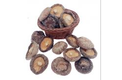 China Brown Typical Delicious Dry Shiitake Mushroom 4cm Cultivation Cubensis supplier