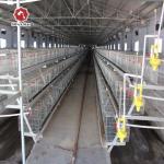 China 43*41Cm Full Automatic Battery Chicken Cage System U Type Galvanized Silver Color for sale