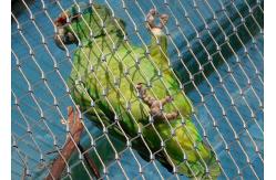 China Customized Flexible Stainless Steel Aviary Mesh For Bird Netting 30x30 Mm Hole supplier