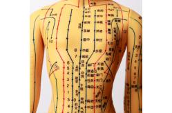 China Acupuncture Model With Flexible Joints For Learning Body Structure supplier