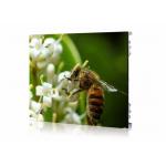 High Resolution Mp4 Led Video Wall Rental , Smd Led Display Wide Viewing Angle