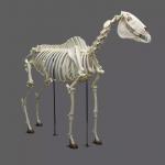 Life Size Dinosaur Skeleton Replica Fossils Waterproof / Sunproof for sale