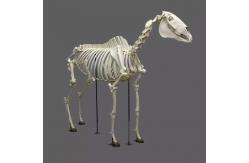 China Life Size Dinosaur Skeleton Replica Fossils Waterproof / Sunproof supplier