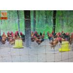 2M High Poultry Fence Netting, Plastic Poultry Netting, Transparent Color, PP Material, Square Hole for sale