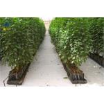 Hydroponic Plant Growth Planting Trough PP Roll Within 0.7mm Thickness