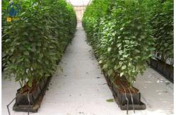 China Hydroponic Plant Growth Planting Trough PP Roll Within 0.7mm Thickness supplier