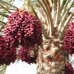 50T/H Jujube Hawthorn Processing Line Food Application