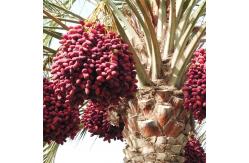 China 50T/H Jujube Hawthorn Processing Line Food Application supplier