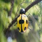 Backyard Metal Ladybug Decor Outdoor Garden Ladybird Ornaments for sale