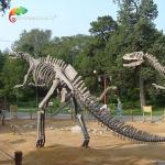 Fiberglass Life Size Dinosaur Skull Replica Hadrosaurus Skeleton anti aging for sale