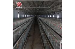 China Silver Baby Chick Modern Hen Cage With Full Automatic System supplier