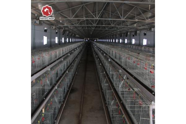 Silver Baby Chick Modern Hen Cage With Full Automatic System