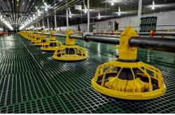 China Intelligent Automatic Broiler Feeding System Hopper Poultry Feeder supplier